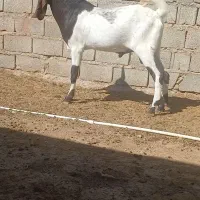 نربز پاکستانی|حیوانات مزرعه|تایباد, |دیوار