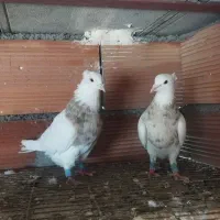 کبوتر نر طوقی