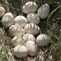 تخم بوقلمون