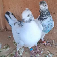 چند طوق|پرنده|تهران, مخصوص|دیوار