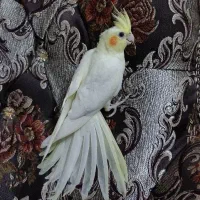 عروس هلندی ماده