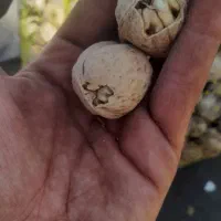یه ۶۰۰کیلویی گردوی تویسرکان موجود دارم