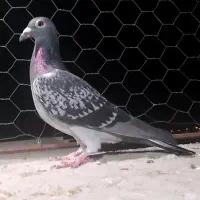 المانی و رنگی و فری|پرنده|گنبد کاووس, |دیوار