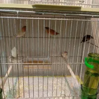 فنچ بنگالی