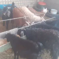 بزغاله نر