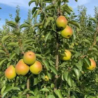 نـهـاـل گـلابی اسپادانا  آبدار معطر و پربار