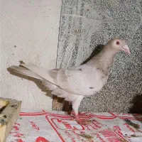 پرنده کبوتر کوهی دورگ