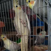 یک جفت عروس هلندی