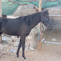 کره نریون|اسب و تجهیزات اسب‌سواری|بهبهان, |دیوار