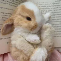 پانسیون نگهداری فروش لوپ مینیاتور جیبی خرگوش