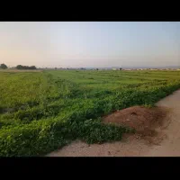 زمین کشاورزی. محله کیمه.