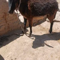 کره الاغ
