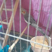 طوطی عروس|پرنده|رشت, توشیبا|دیوار