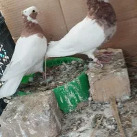 جفت طوقی گوشواری بدون قلط