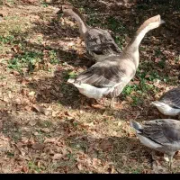 2عدد غاز گمشده