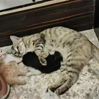 گربه خانگی