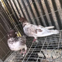 کفتر پرشی|پرنده|قم, نخودی|دیوار