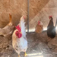 مرغ و خروس