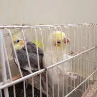 عروس هلندی|پرنده|مشهد, شهرک صنعتی مشهد|دیوار