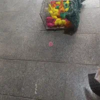 جوجه‌رنگی30تومن تکی به قیمت عمده