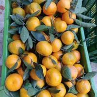 فروش نارنگی وپرتقال تازه چین وشیرین به مقدار محدود|خوردنی و آشامیدنی|واجارگاه, |دیوار