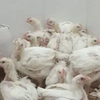مرغ گوشتی ۲۵روزه