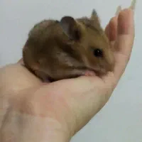 همستر