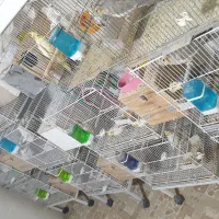 فروش ۲۱جفت عروس هلندی