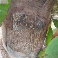 پیوند بصورت تخصصی