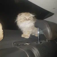 گربه اسکاتیش بریتیش