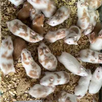 همسترهای سوری در انواع رنگ ها