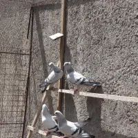 کبوتر|پرنده|دورود, |دیوار