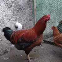 خروس محلی|حیوانات مزرعه|آستانه اشرفیه, |دیوار