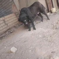 لاس قدرجونی|سگ|داران, |دیوار