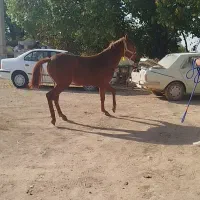 اسب نریان|اسب و تجهیزات اسب‌سواری|همدان, |دیوار