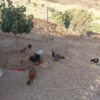 مرغ تخم گذاروجوجه|پرنده|بانه, |دیوار