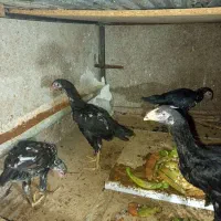 جوجه لاری 4ماهه|حیوانات مزرعه|سروآباد, |دیوار