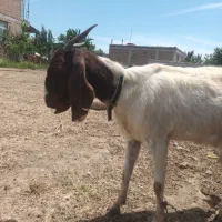 بز نژاد دار