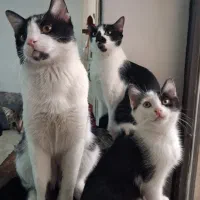 واگذاری گربه