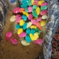 جوجه رنگی 10 روزه
