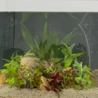 اکواریوم پلنت زیبا|ماهی|تهران, دستغیب|دیوار