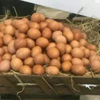 تخم مرغ محلی