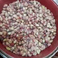 پسته سفید درجه یک تازه مه ولات ارسال رایگان|خوردنی و آشامیدنی|مشهد, سیس‌آباد|دیوار