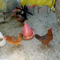 مرغ فروشی