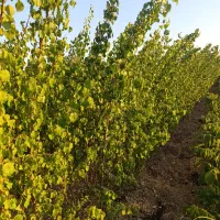 برترین نهـالها در شهـر نهـال ضمانتی|خدمات باغبانی و درختکاری|زنجان, |دیوار