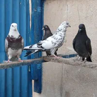 کبوتر گرفتنی پرشی