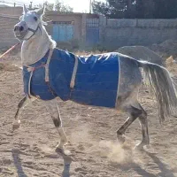 کره اسب شیرزاد دکتر طاهری