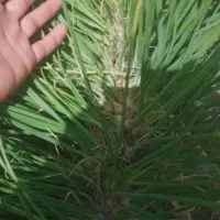 نشا پیاز سفید ps|خدمات باغبانی و درختکاری|اصفهان, ارداجی|دیوار