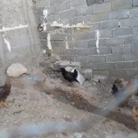 مرغ خروس گیلاوند