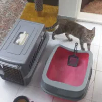 گربه ملوس با وسایل واگذار می شود